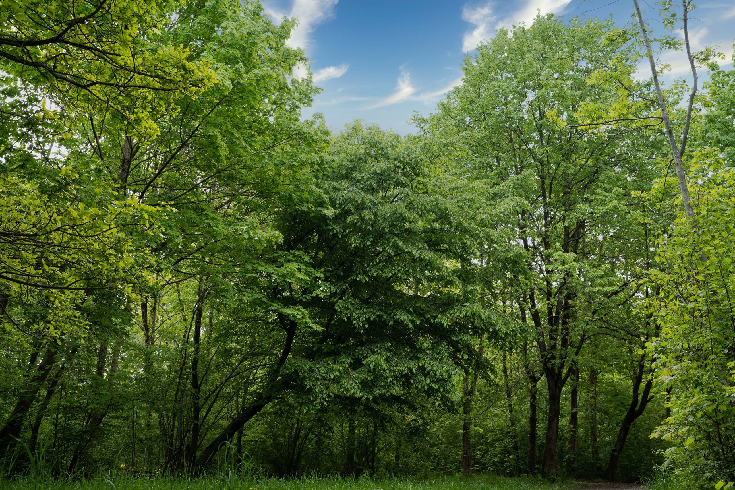 Peaceful woodland scene