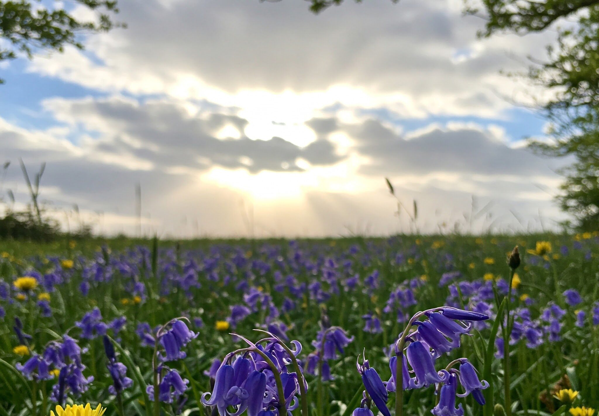 Field of bluebells