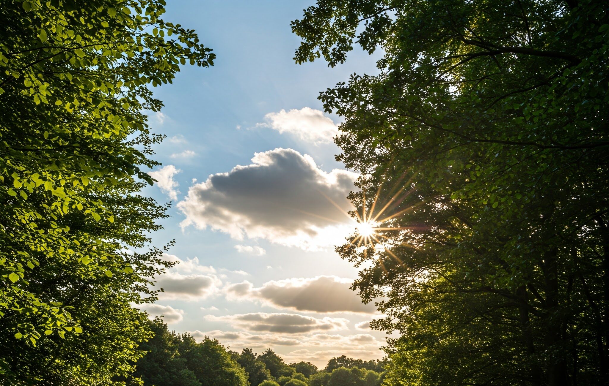 Sunlit forest path